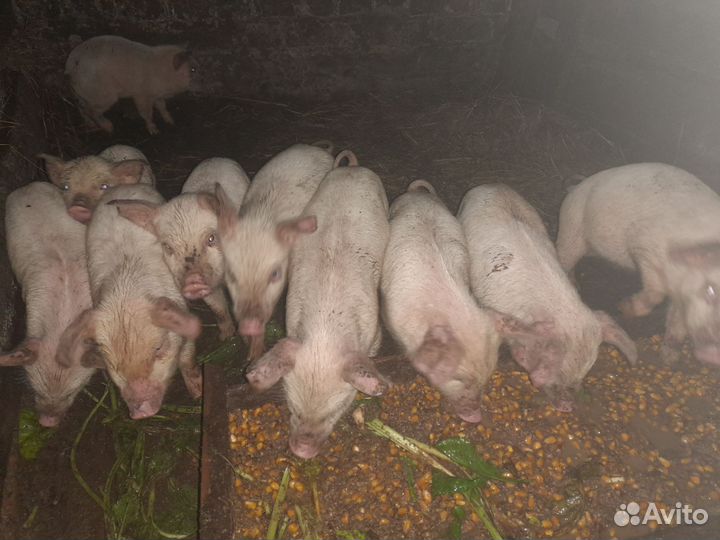 Поросята