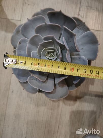 Суккулент(эхверия)