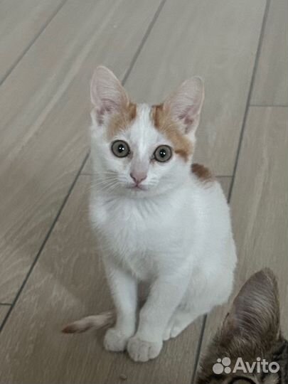 Котенок