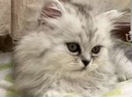 Котята персидской серебристой шиншиллы