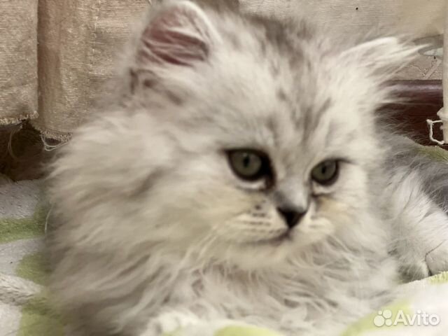 Котята персидской серебристой шиншиллы объявление продам