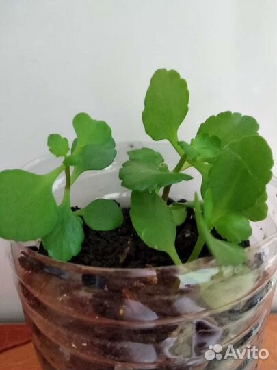 Каланхоэ красный махровый