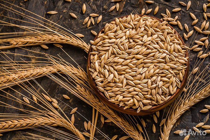 Пшеница, ячмень, овес