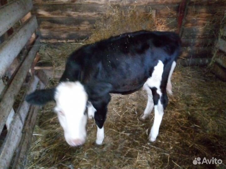 Продаётся корова с теленком