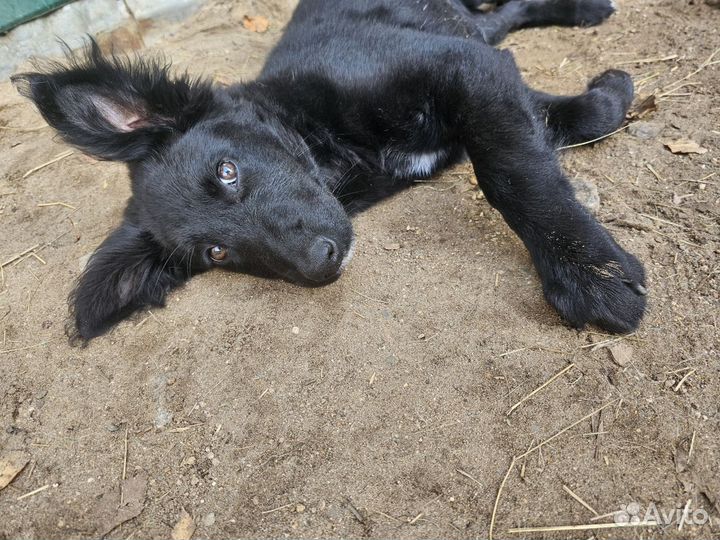 Мальчик 3,5 месяца ищет семью