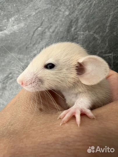 Крысята Дамбо, редкие окрасы