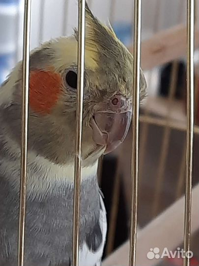 Попугай корелла с клеткой