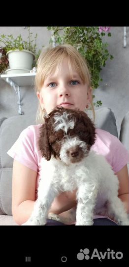 Лаготто романьоло