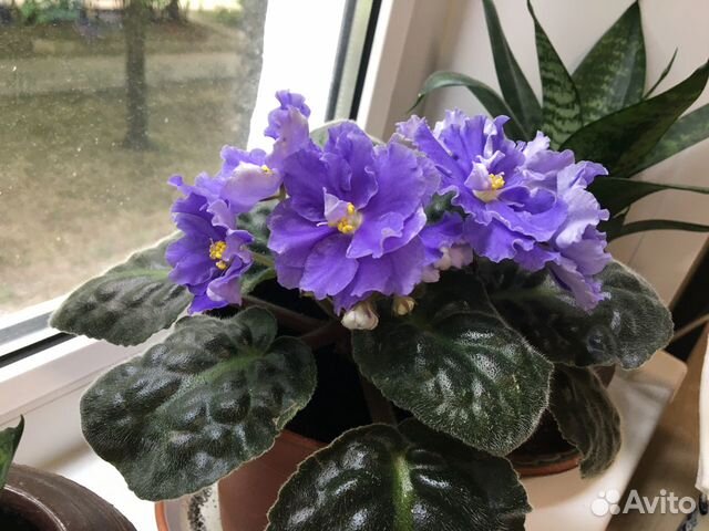 Фиалки ек-Морской Волк и Снежная Королева