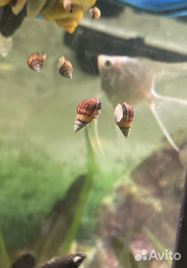 Улитки милании