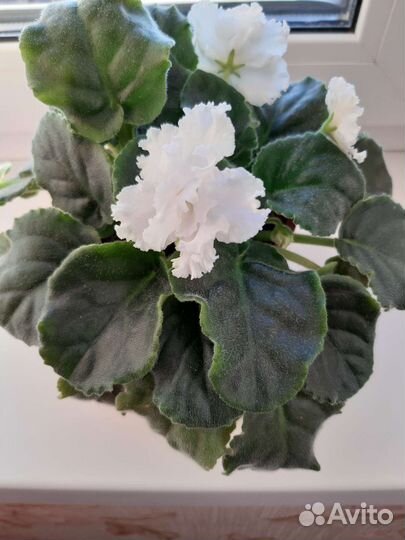 Сортовые фиалки