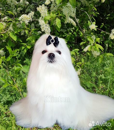 Мальтезе вязка