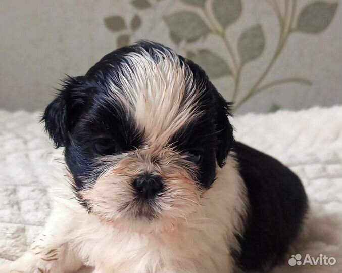 Щенки ши-тцу