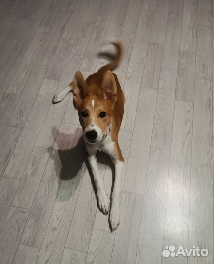 Щенок басенджи