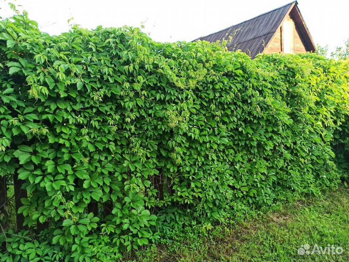 Виноград девичий