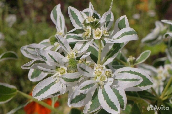 Молочай многоцветковый