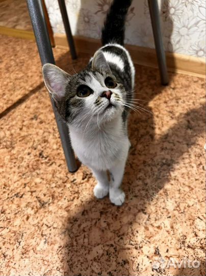 Кошечка в добрые руки