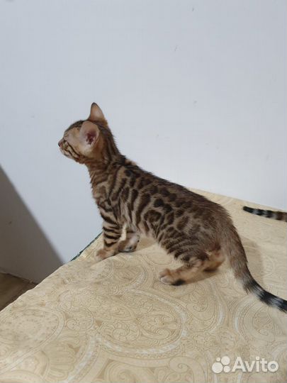 Бенгальские котята