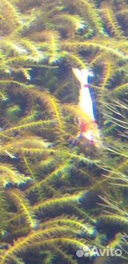 Пресноводная креветка редкристалл Red Kristal PRL