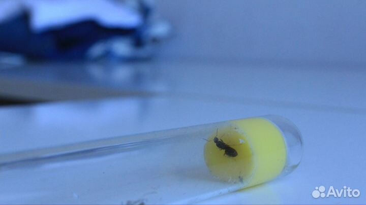 Муравьи разные виды