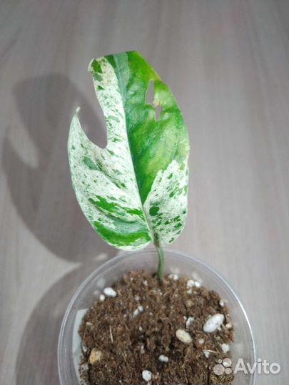 Сциндапсус, эпипремнум