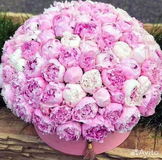 Пионы Цветы Доставка