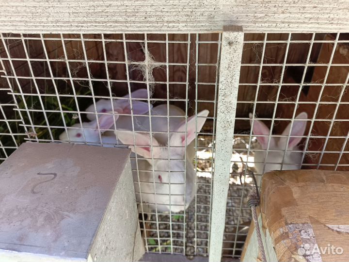 Калифорнийские кролики