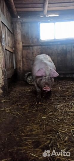 Свинья на племя