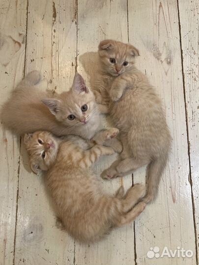 Шотландские котята