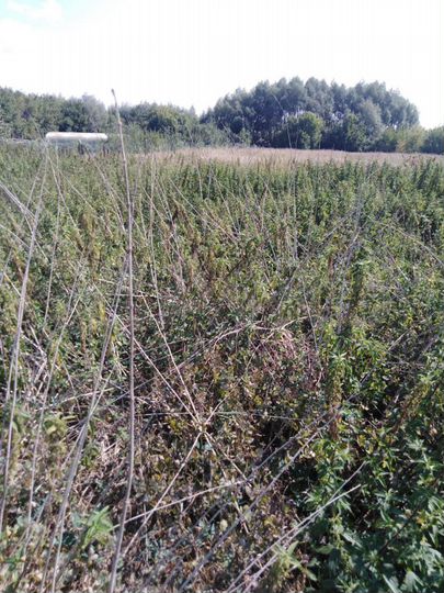 Участок 15 сот. (ИЖС)