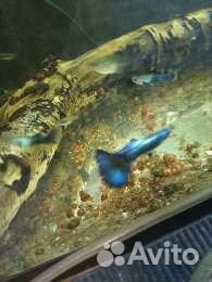 Гуппи, моллинезии,меченосцы, гурами