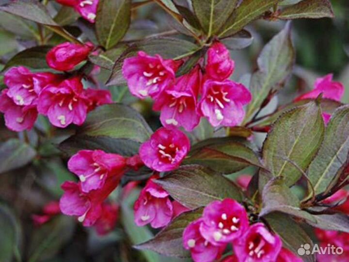 Нана пурпурея