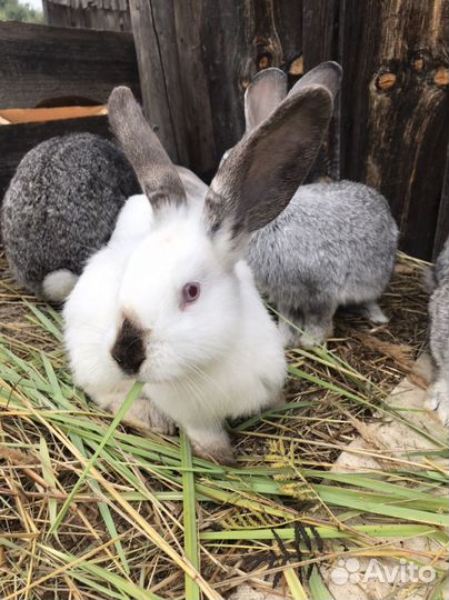 Кролики мясных пород