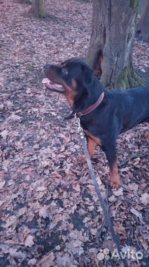 Ротвейлер