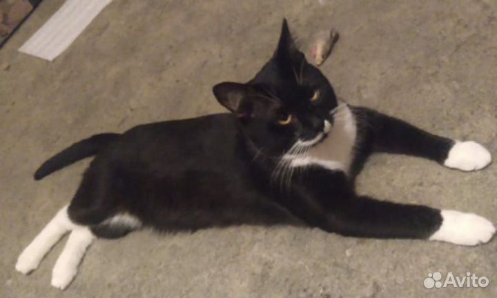 Котик Юрик ищет дом