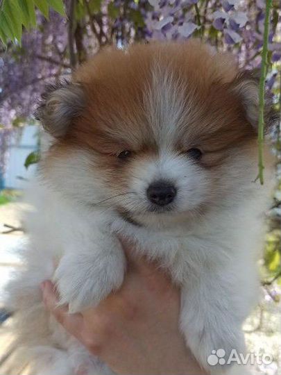 Померанский шпиц