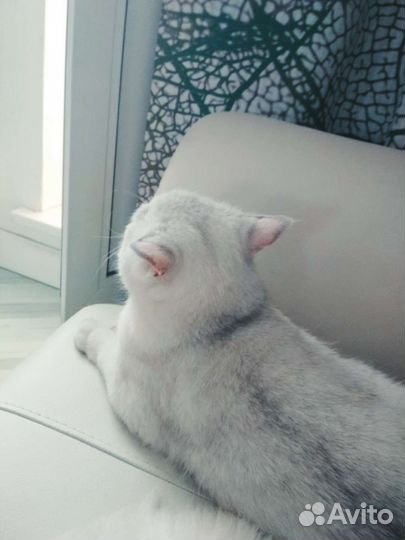 Серебристая шиншилла британка