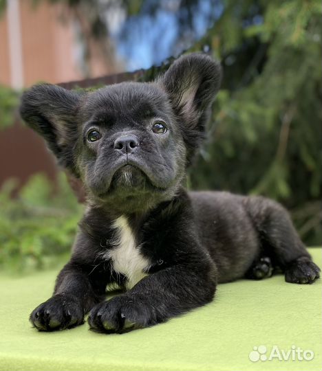 Французский бульдог, девочка