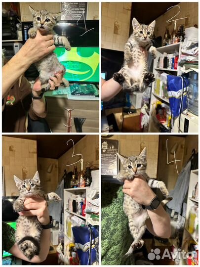 Котята девочки в добрые руки