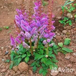 Астильба почвопокровная пумила