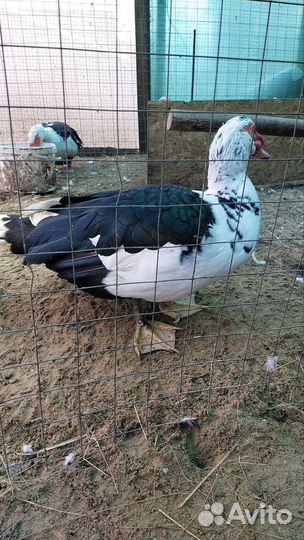 Мускусные утки