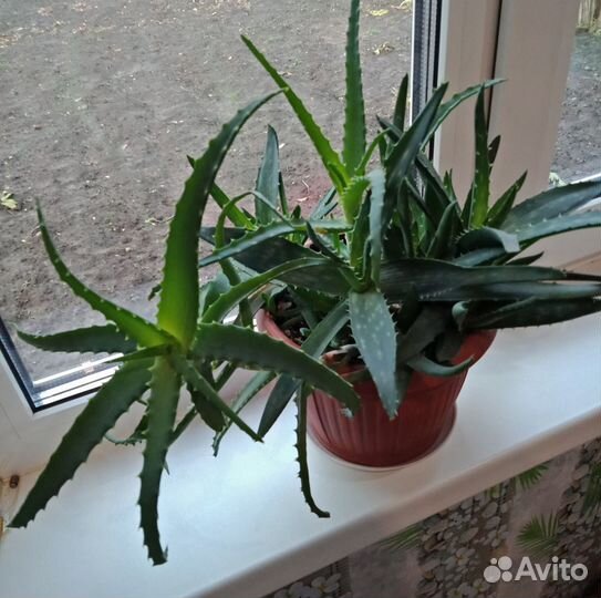 Алоэ,комнатные цветы