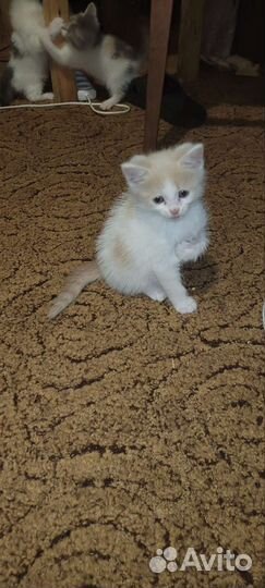 Котята в добрые руки бесплатно