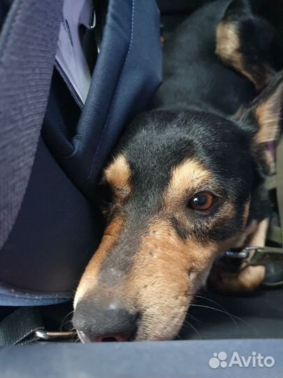 Пёс с тяжелой судьбой ищет добрых хозяев