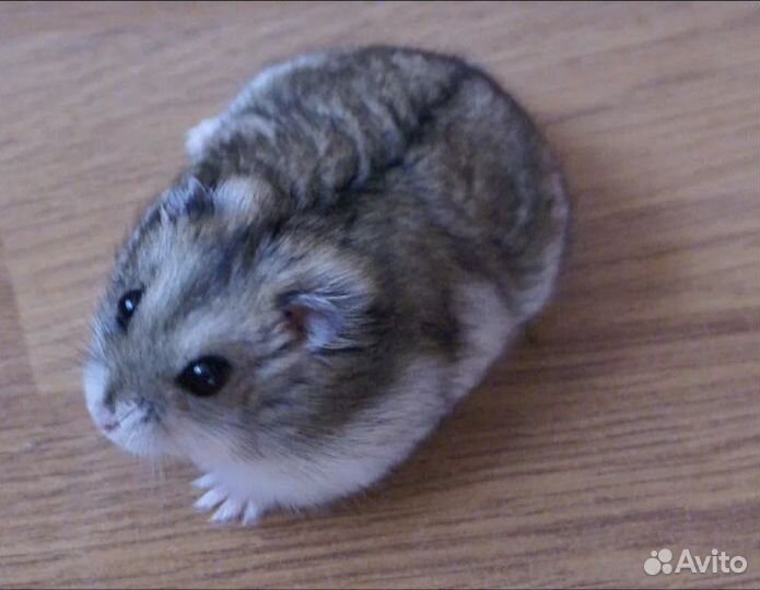 Джунгарский хомяк девочка