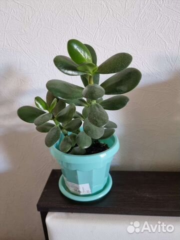 Толстянка, денежное дерево