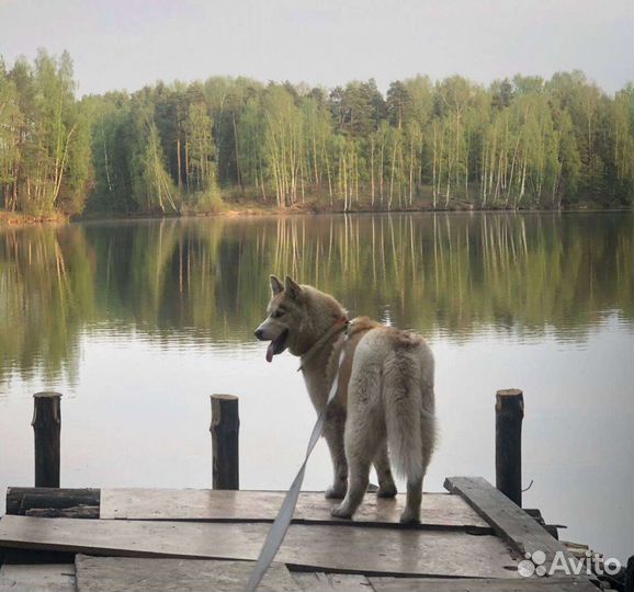 Сибирский хаски вязка