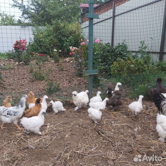 Китайские шелковые куры