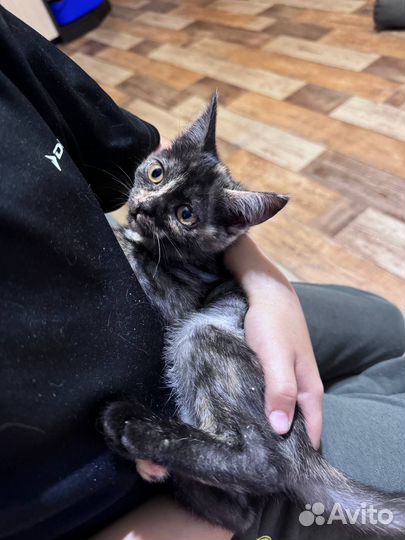 Отдам котенка девочку в добрые руки