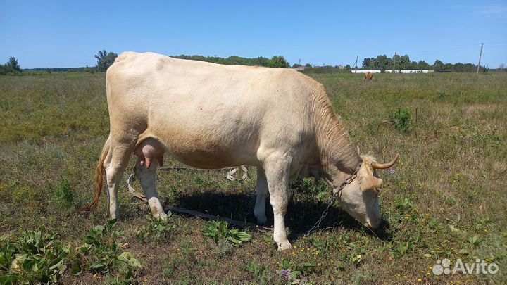 Корова симментальской породы